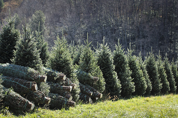 Effective Watering Strategies for Your Cut Christmas Tree